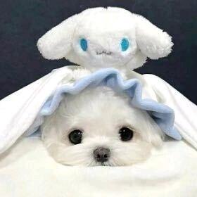 胡弟影视