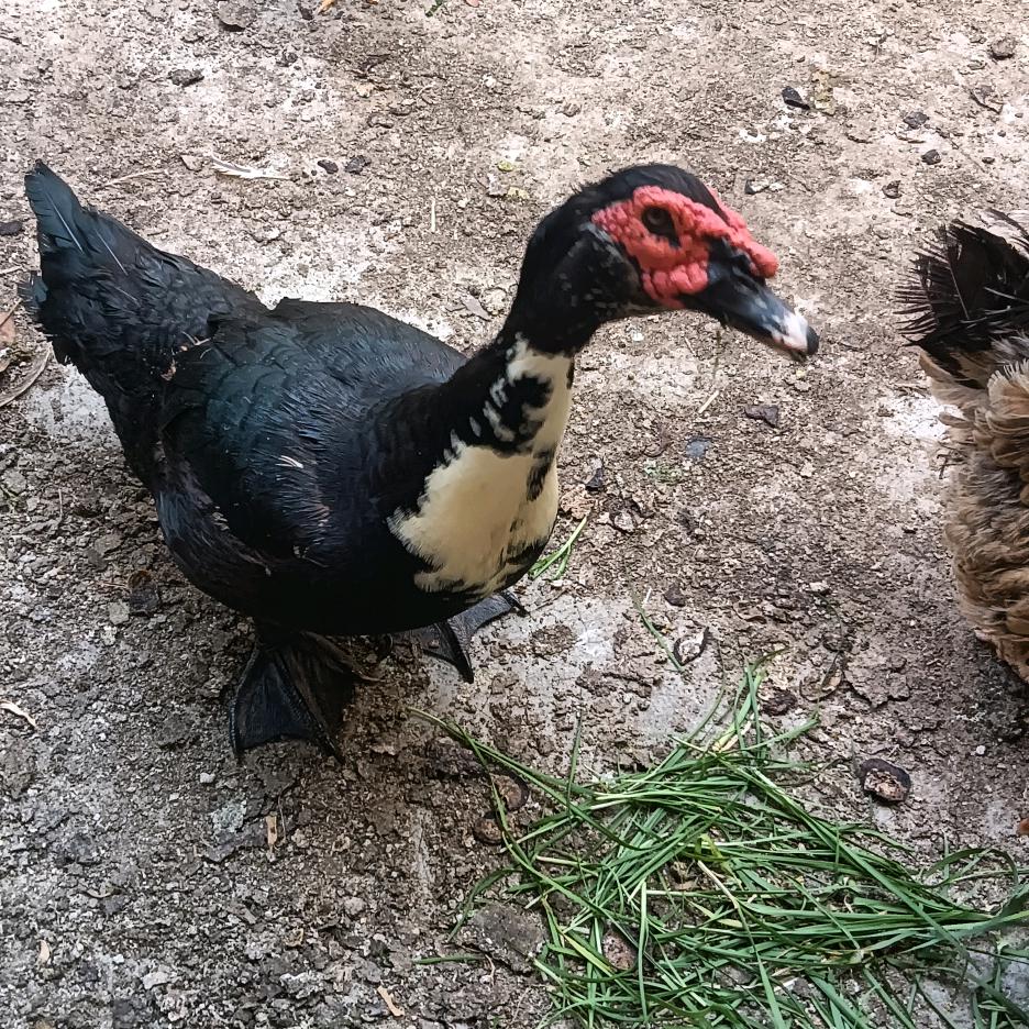 铁公🐓也拨毛👈