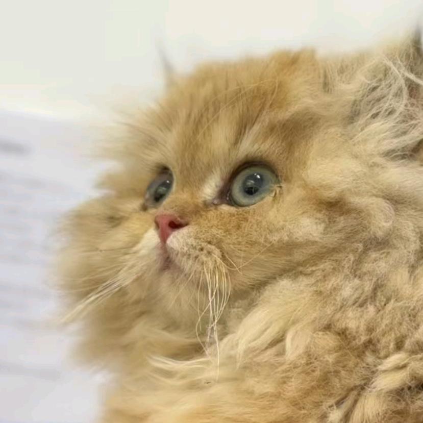 猫meme四蛋