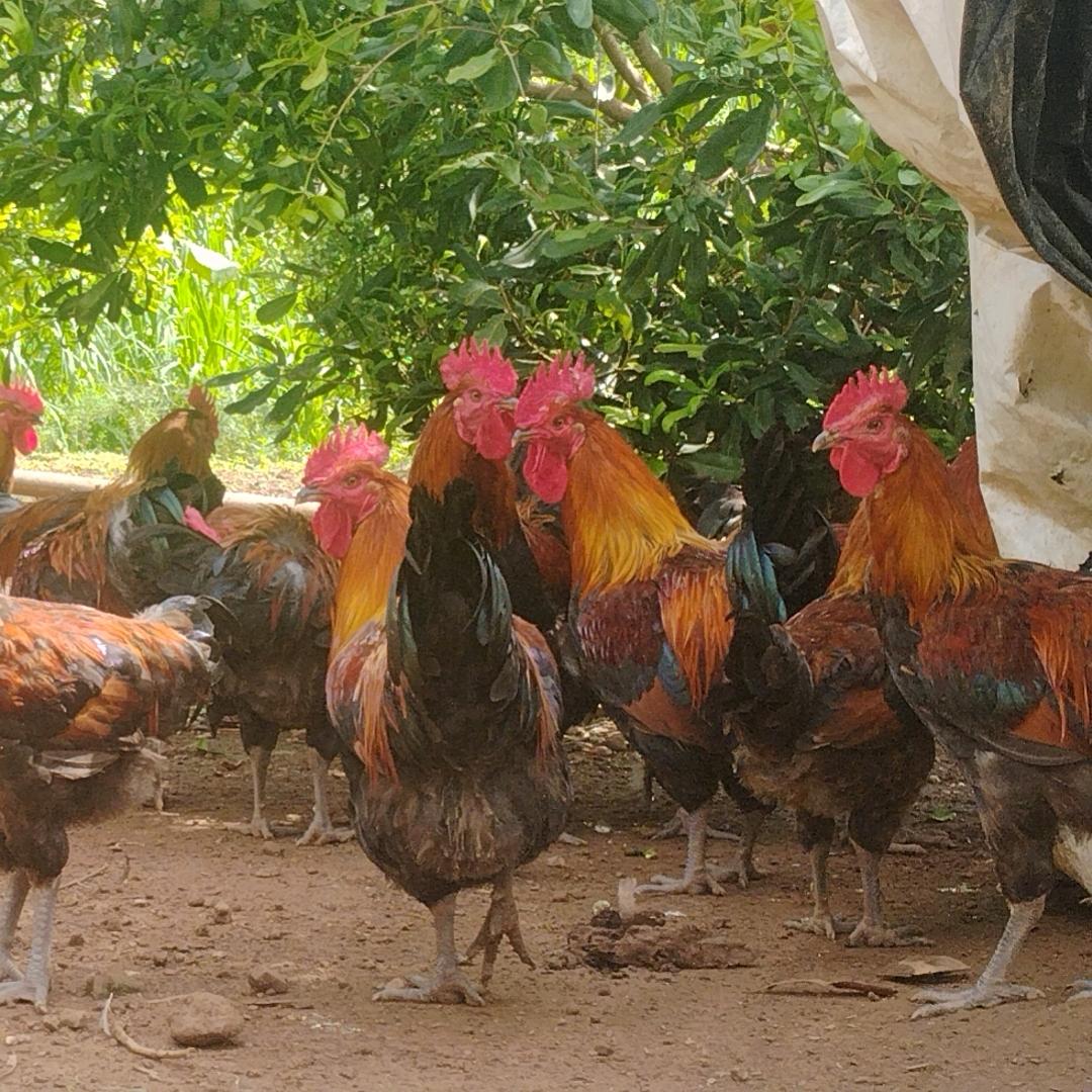 遮放贡香坚果鸡