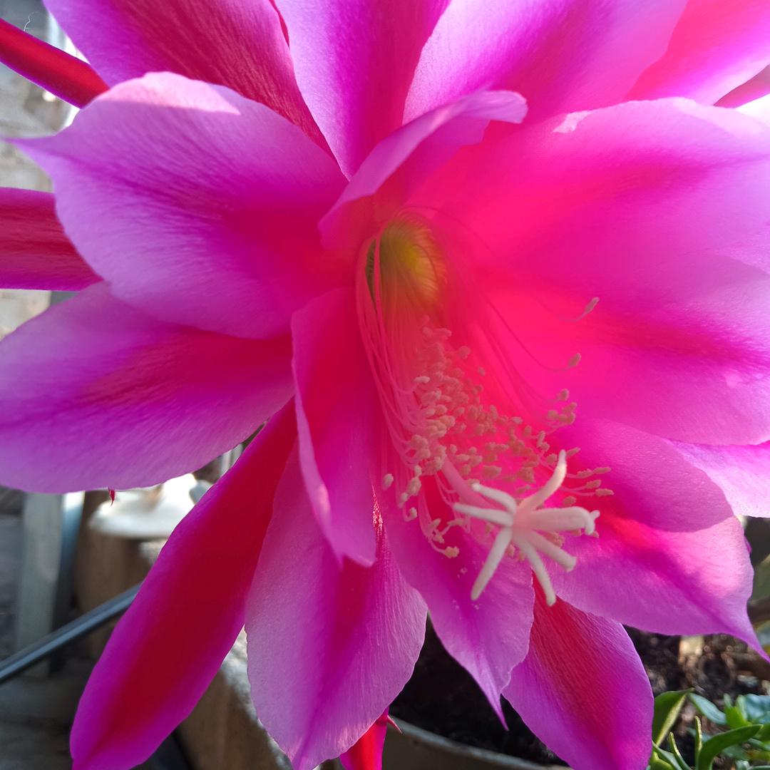 我是你的小黑妹良