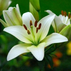 百合花