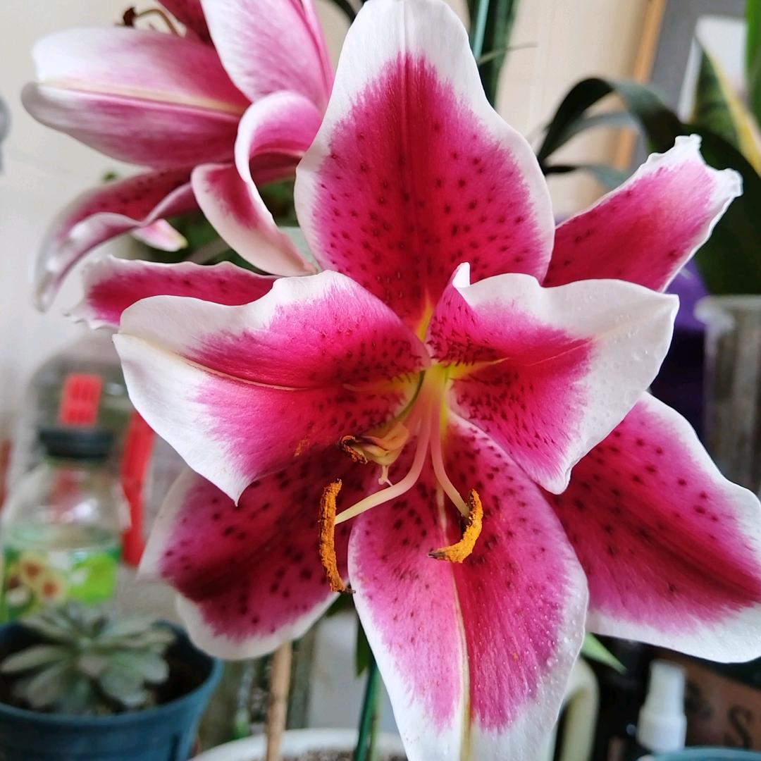 斐菲儿🌺