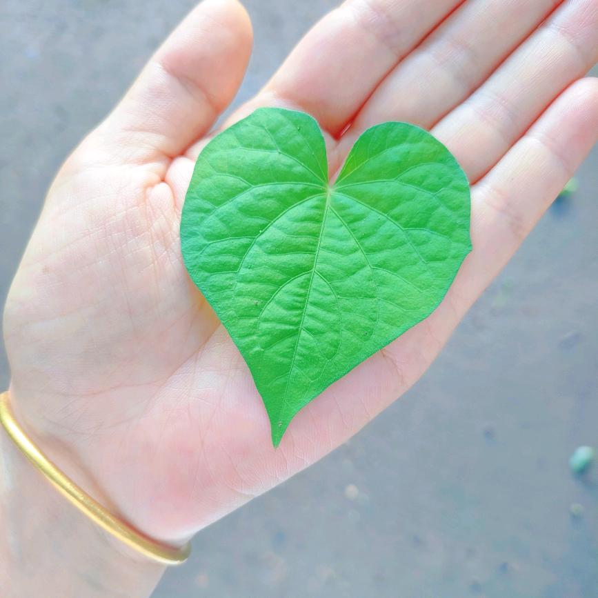 ♡卡皮巴拉