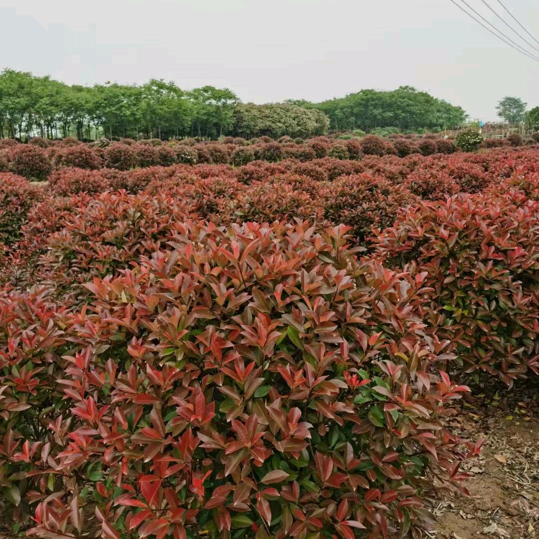 红叶石楠球基地