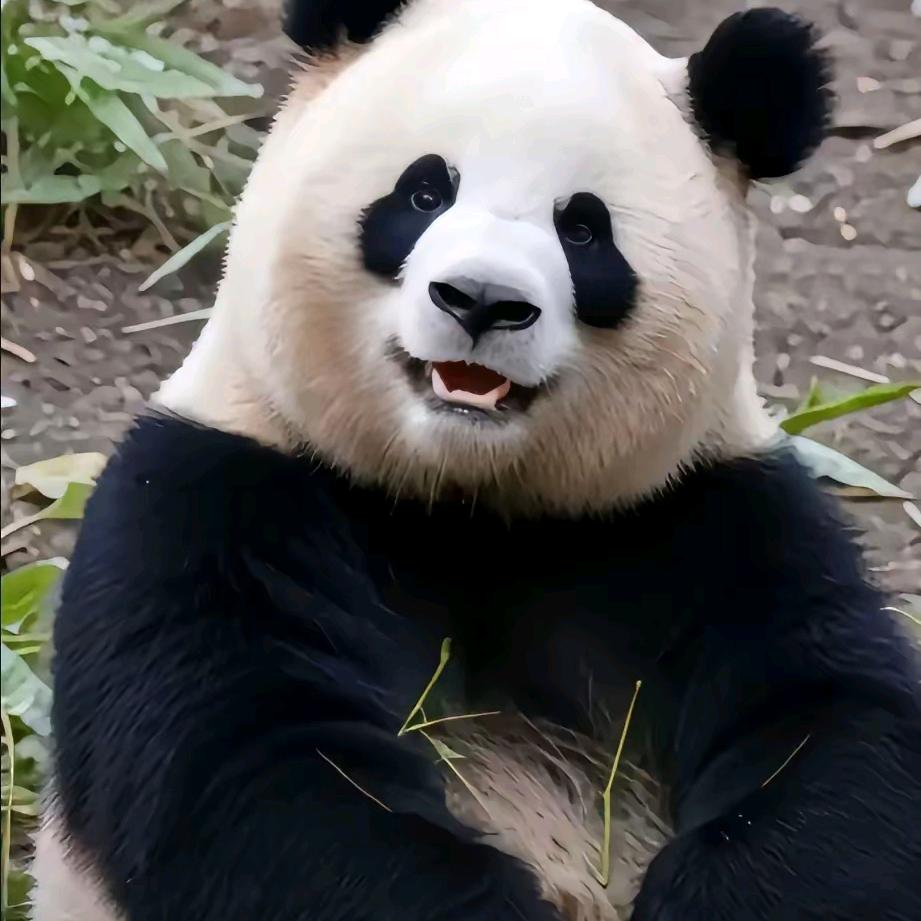 熊猫好物