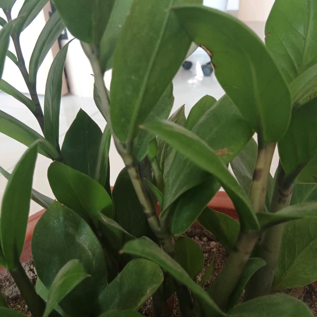 如意（首播筹备）