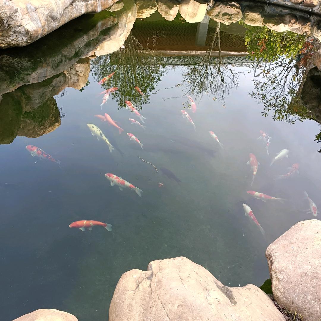 星雨与沫
