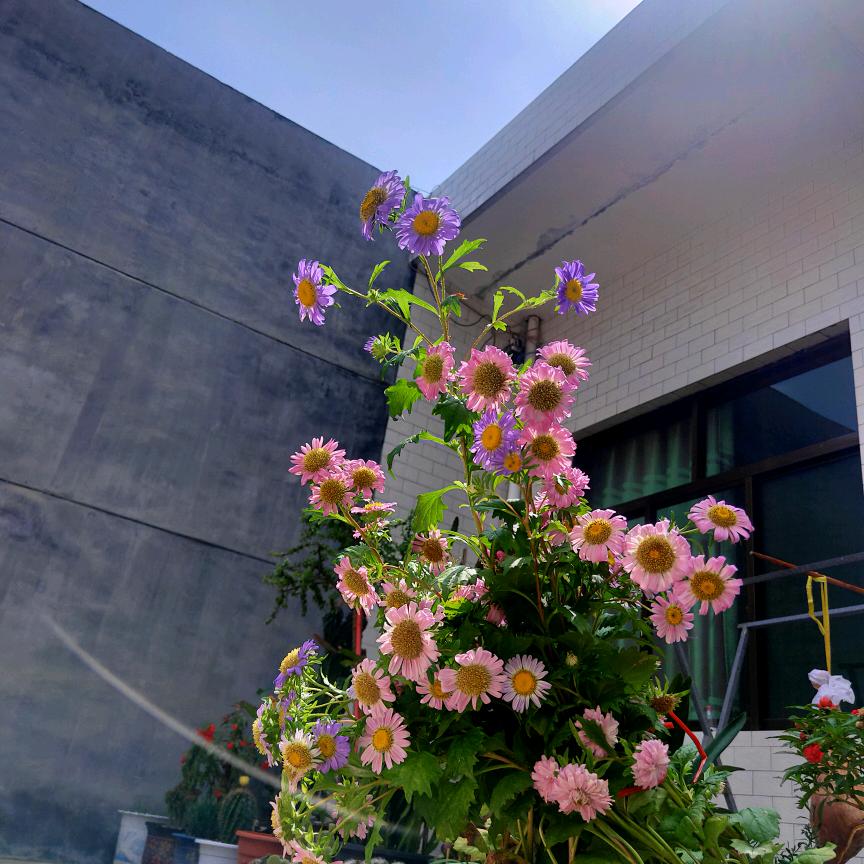 🌸小柠檬吖☘️