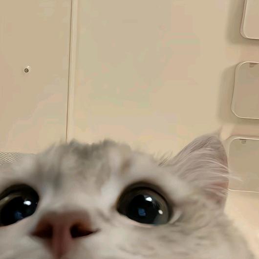 小肥猫
