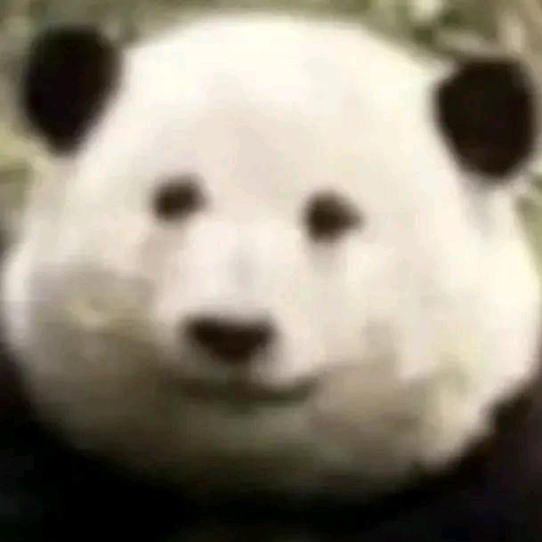 糕手