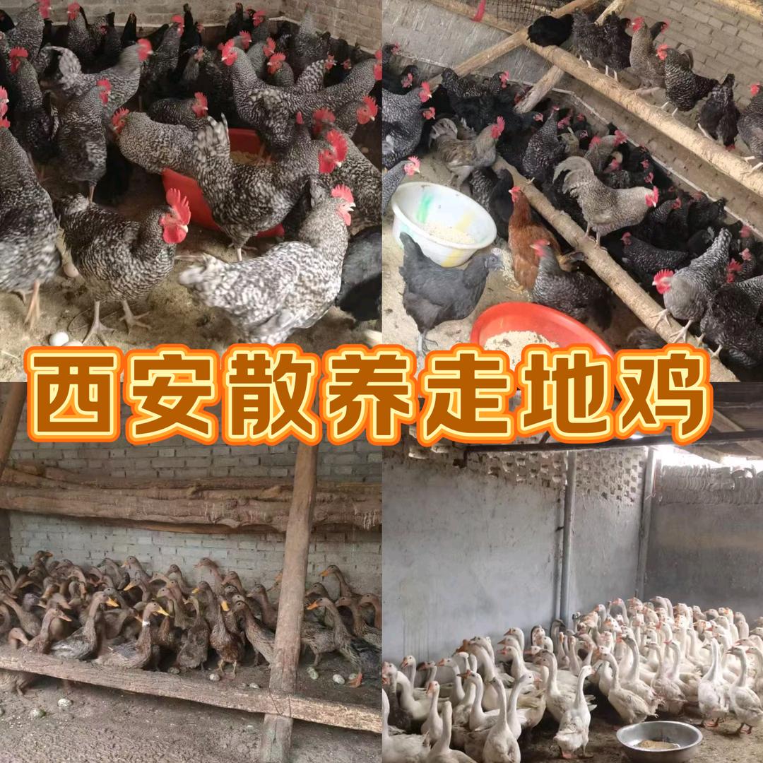 西安散养走地鸡
