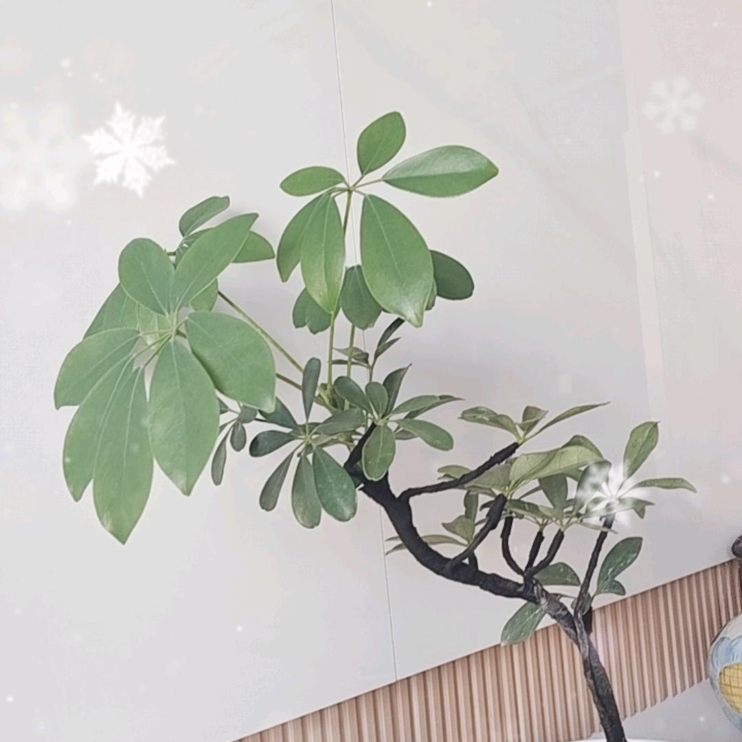 枫叶🌱🌱
