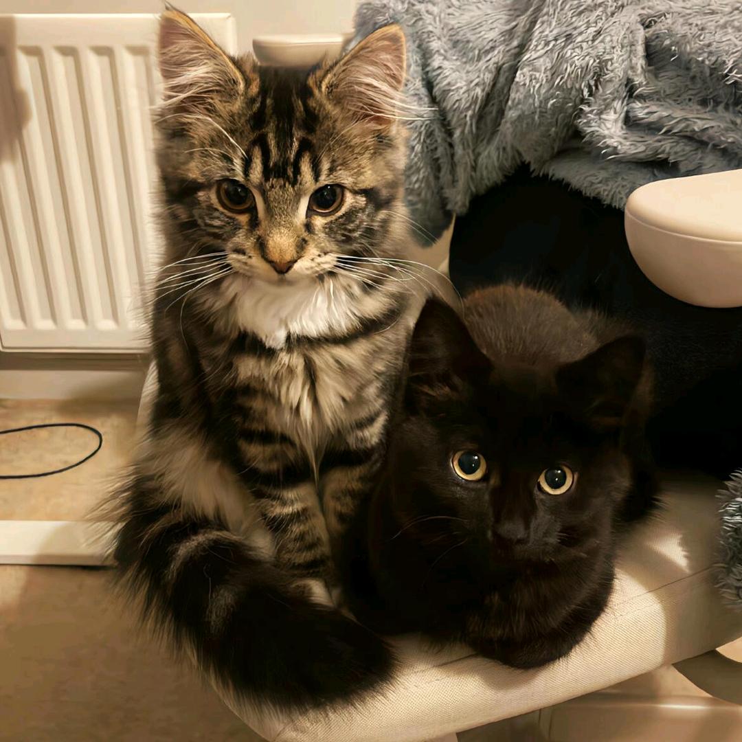 娇羞俏寡妇在公交车上被18个帅哥轮流让座