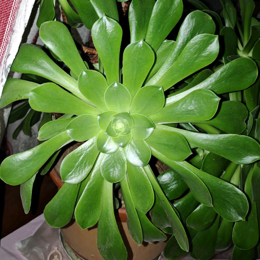 春天的花朵儿🌸