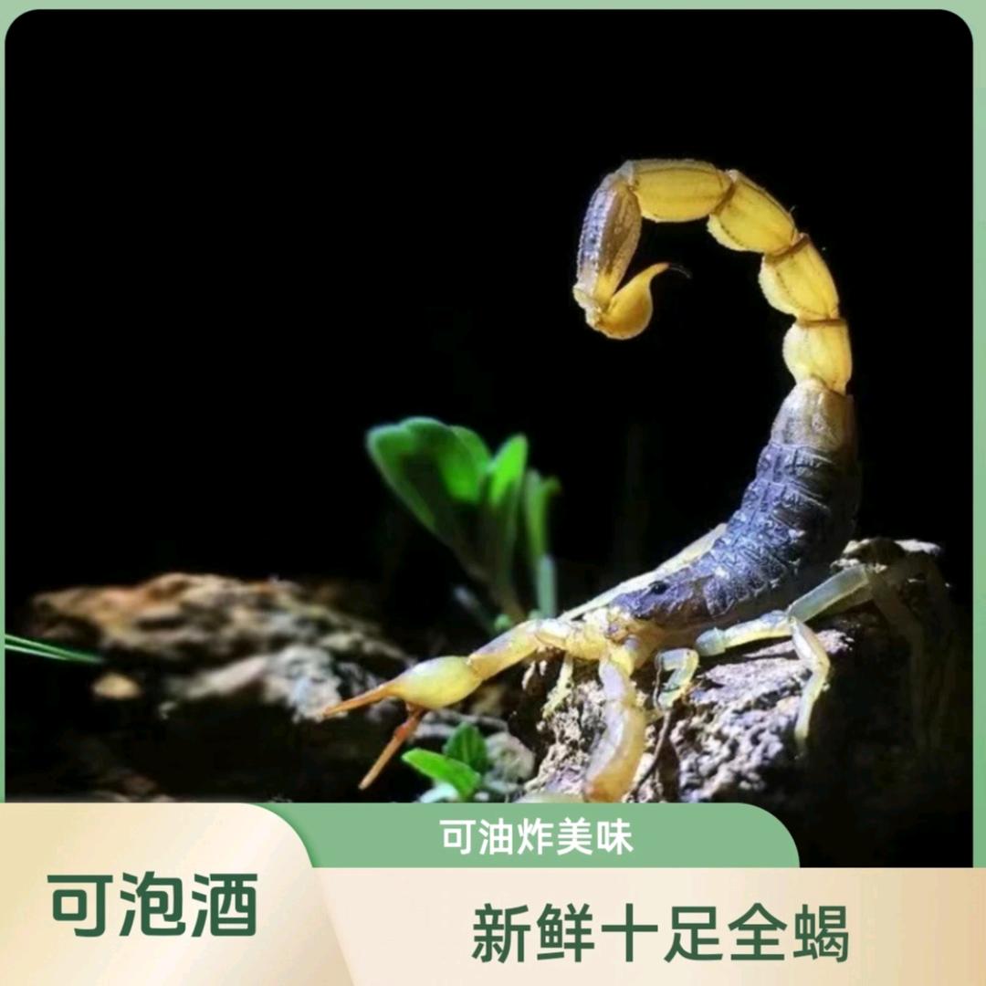 一品好蝎