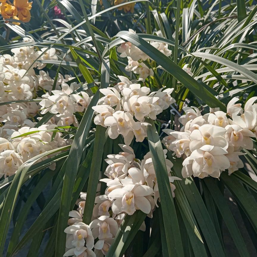 啦啦啦啦啦啦啦啦啦啦！，乙