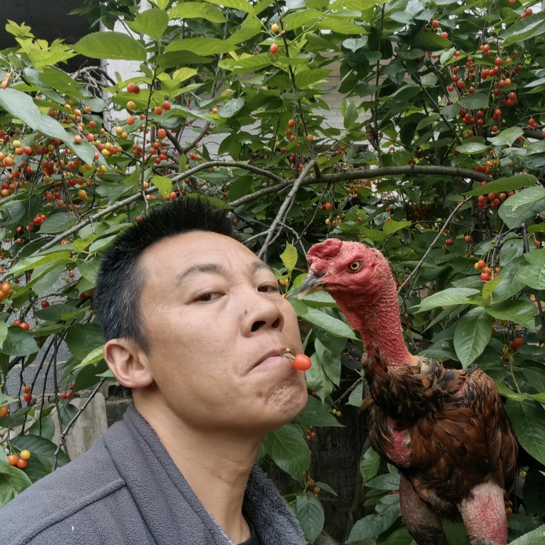 张斗鸡宠物店小号