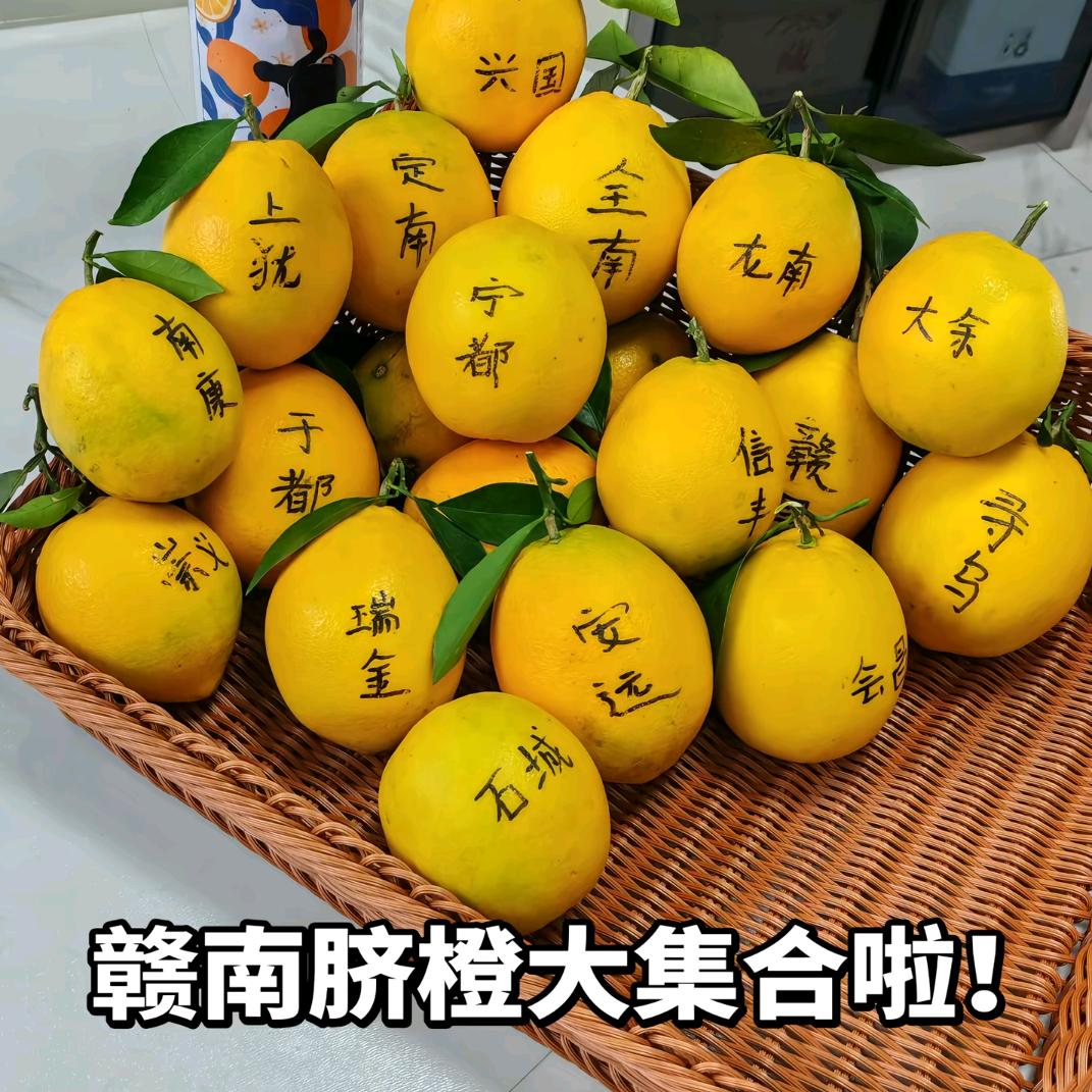 江西赣南脐橙妹