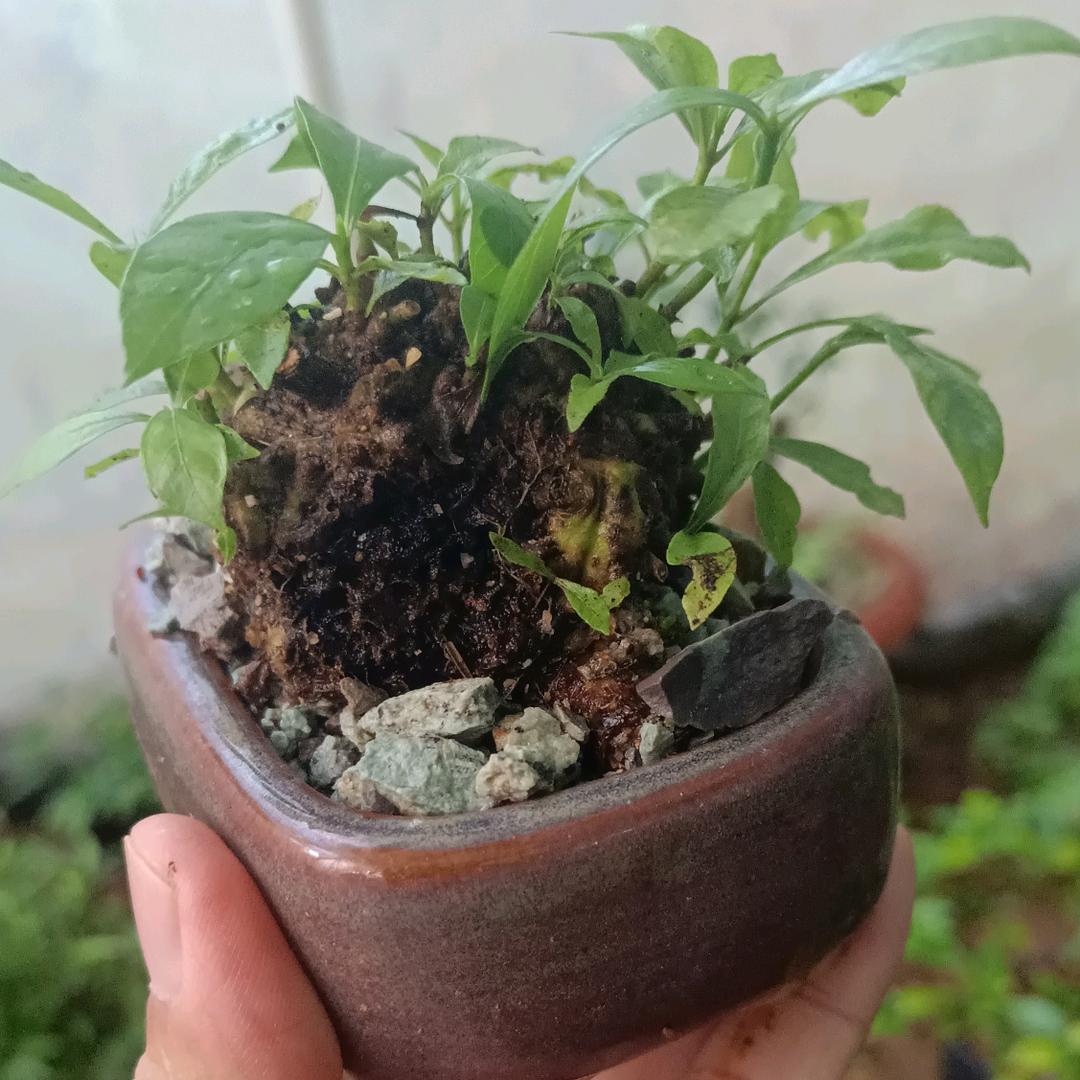 小潘绿植