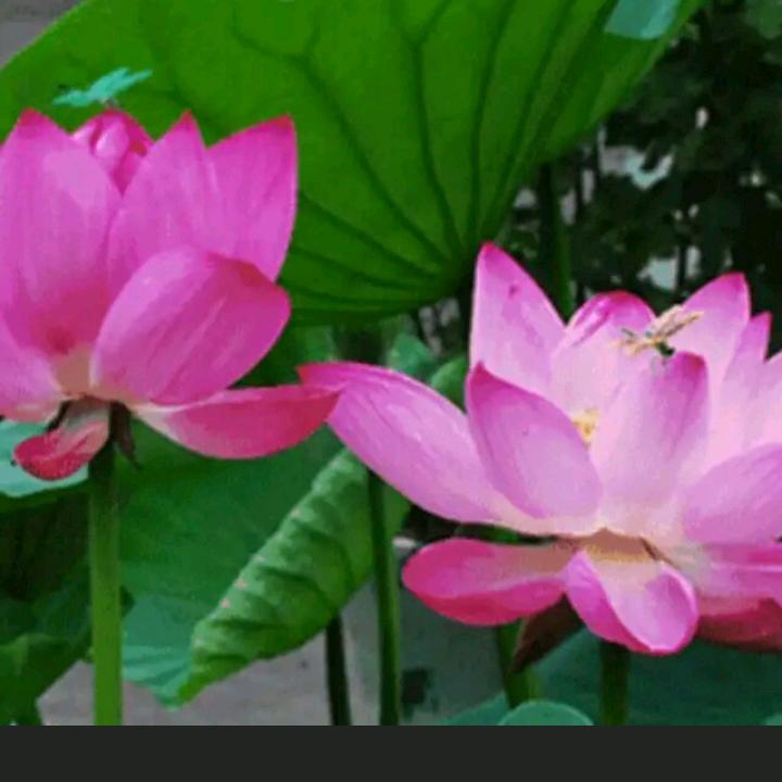 @心暖如初🌹