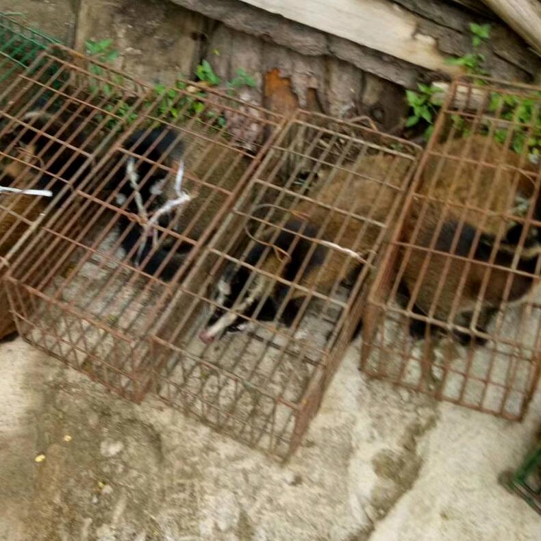 广西梧州市果子狸繁育基地