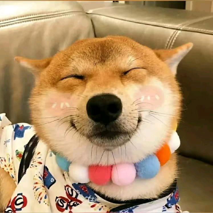 萌宝宠物