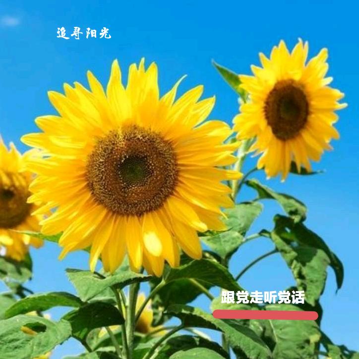 卢守森