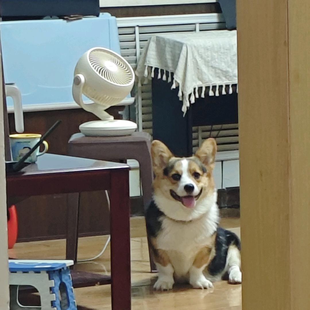家有影帝