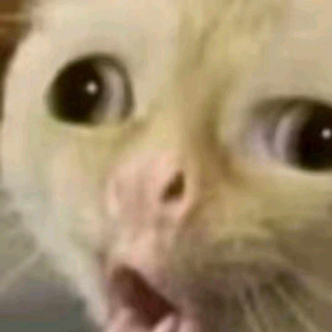 快乐小考拉