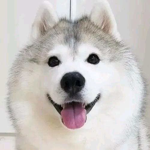 菜腿二哈