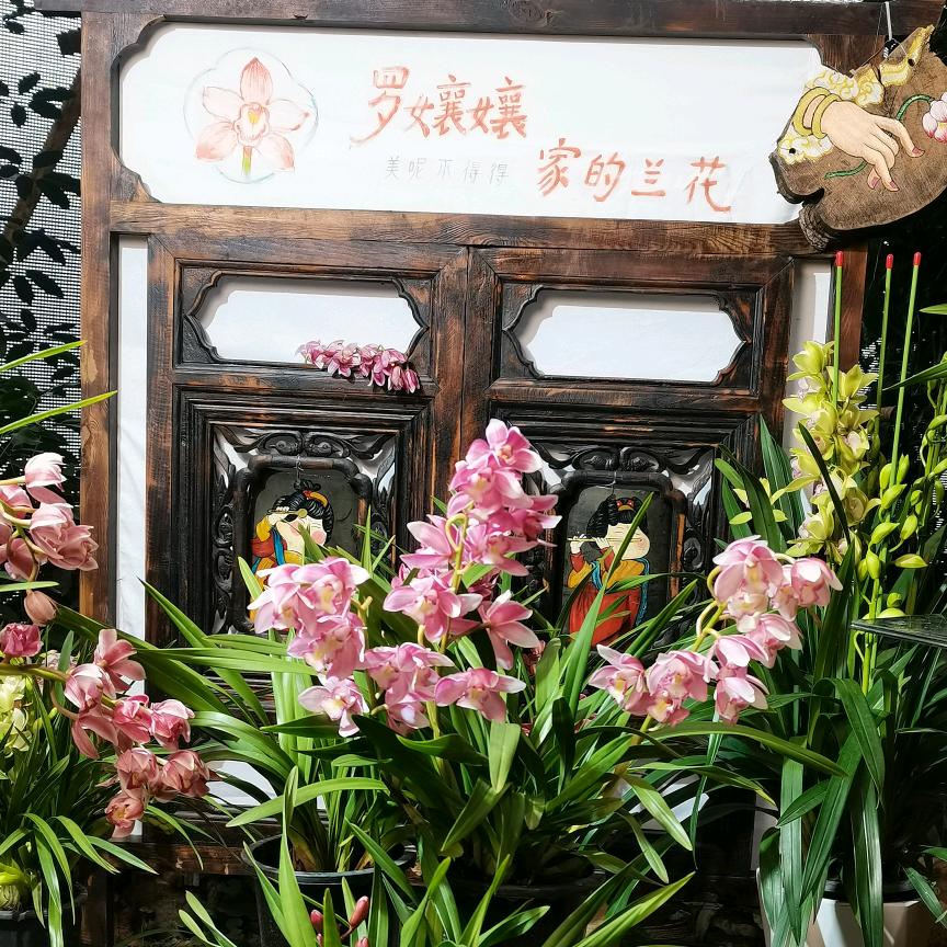 罗孃孃家呢兰花