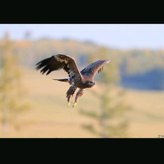 φ草原雄鹰φ