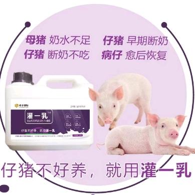 仔猪液态奶-灌一乳