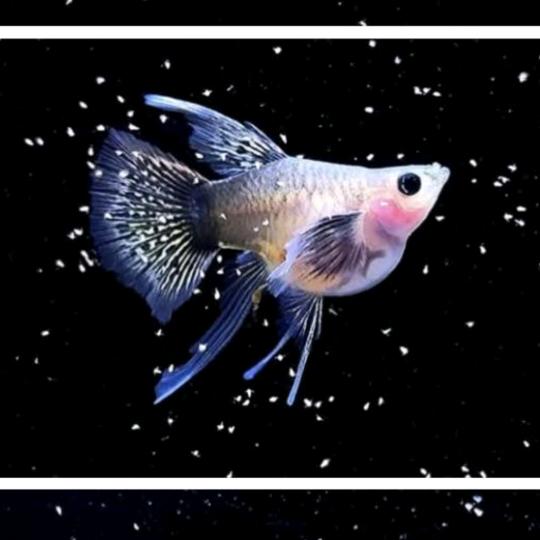 昕禹孔雀鱼(高端孔雀鱼)