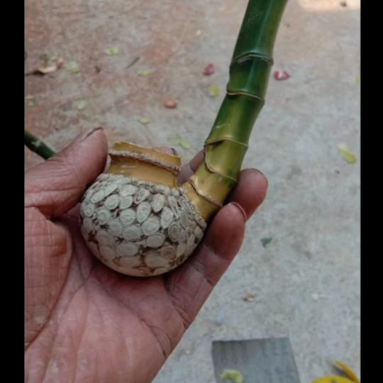 贵州江福哥专业装修（业余爱烟斗）