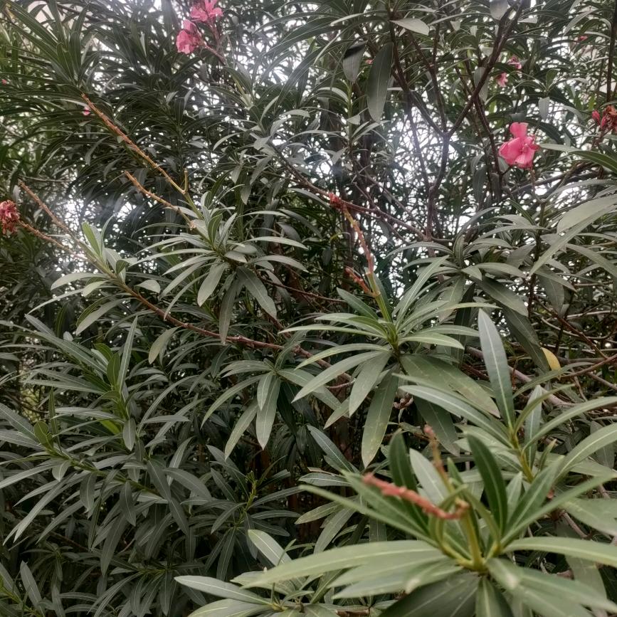 一笑而过
