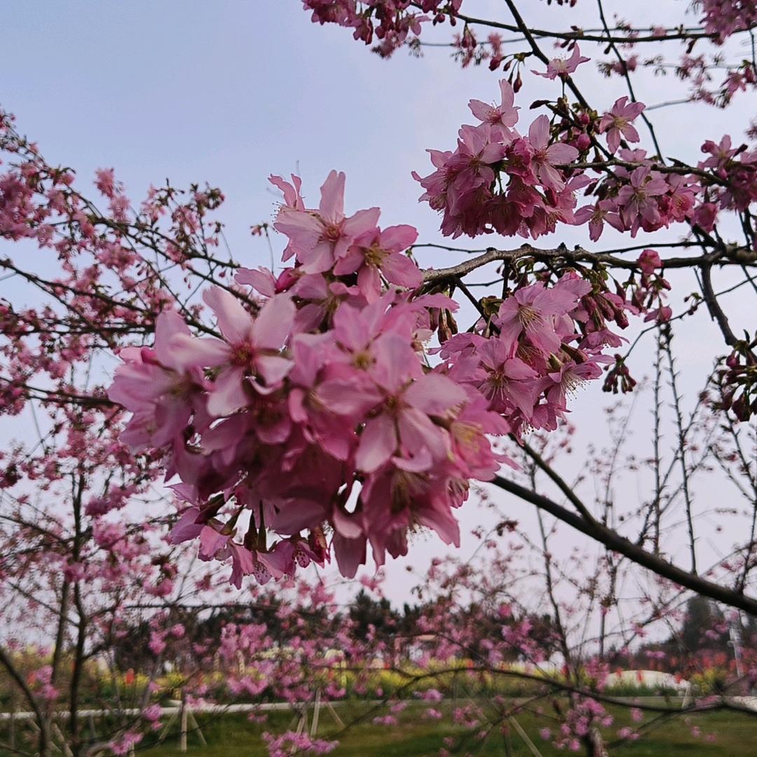 云岭金秋樱花魏姐