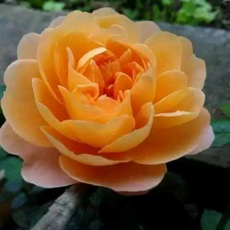 木兰子