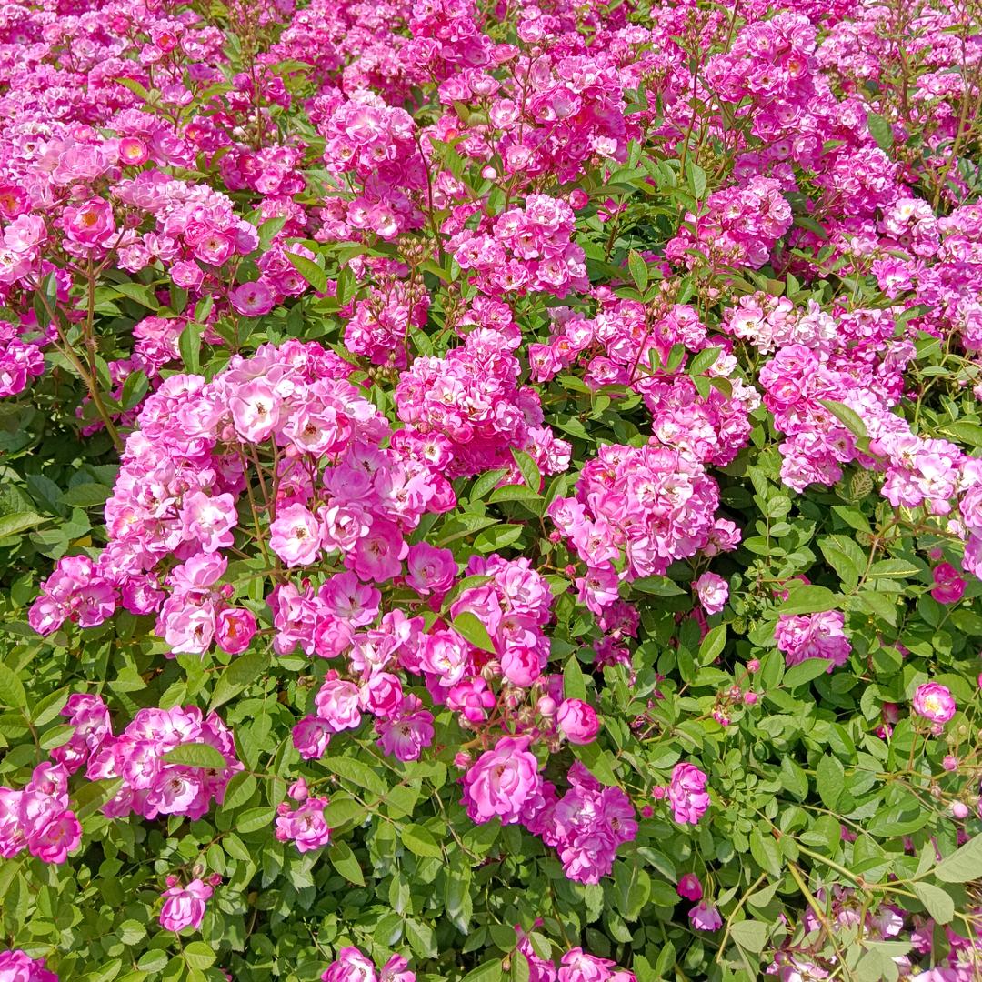 娟子🌸