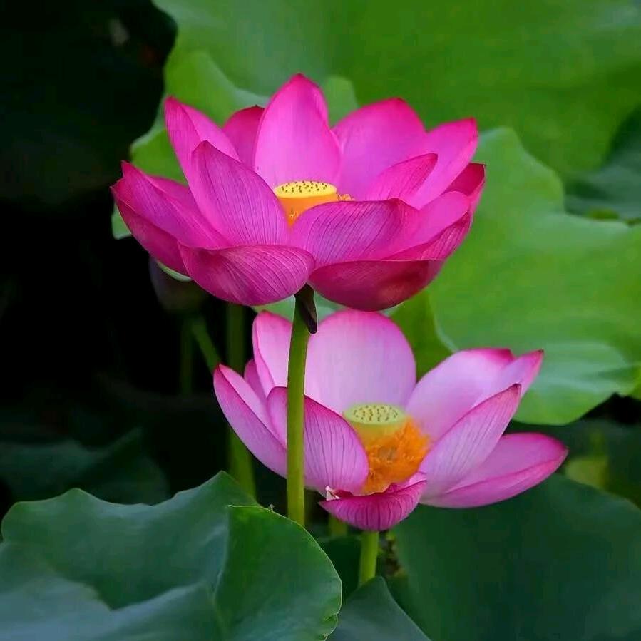 花开富贵🌹🌹