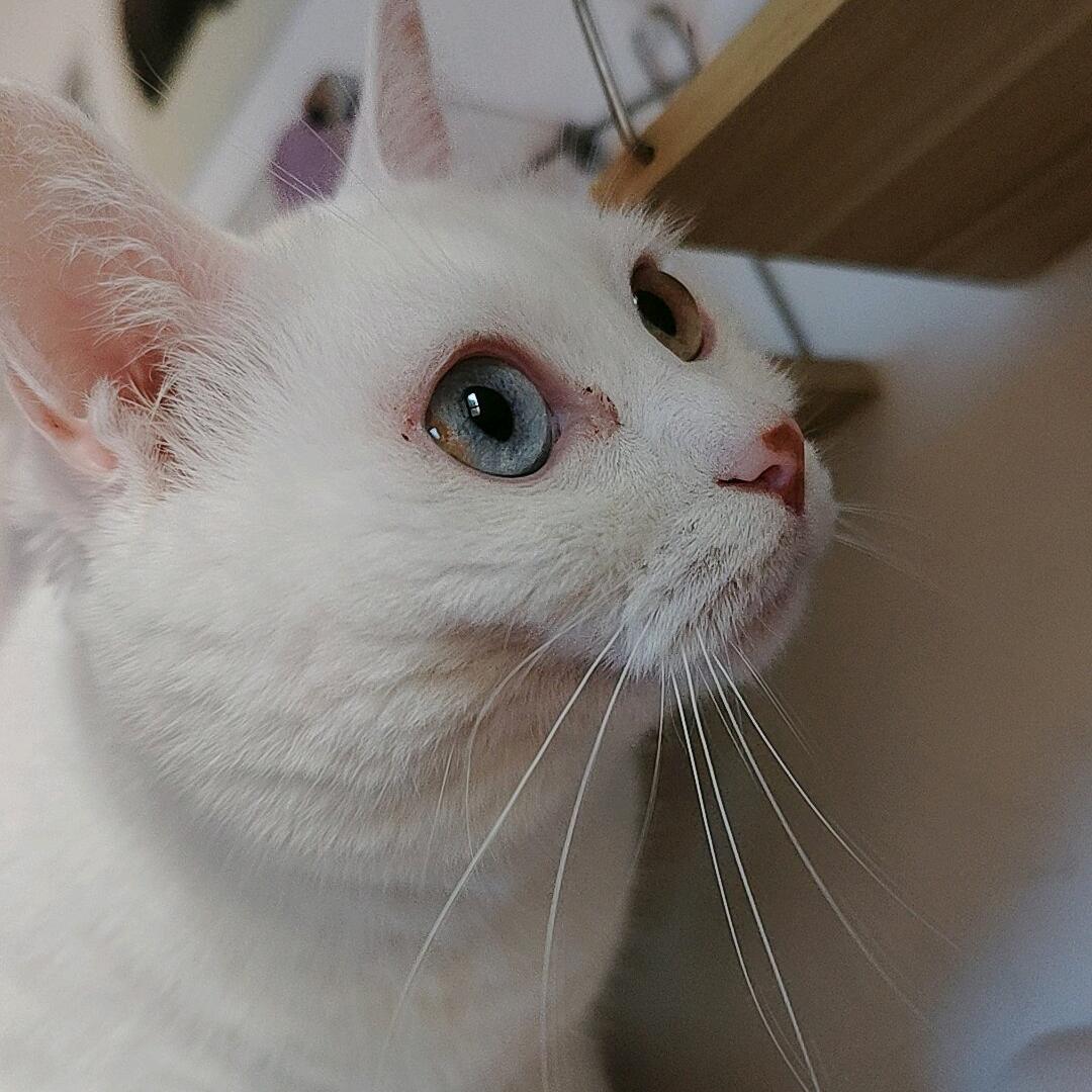 ༄༊࿆招財貓ོྂཾ࿆࿐