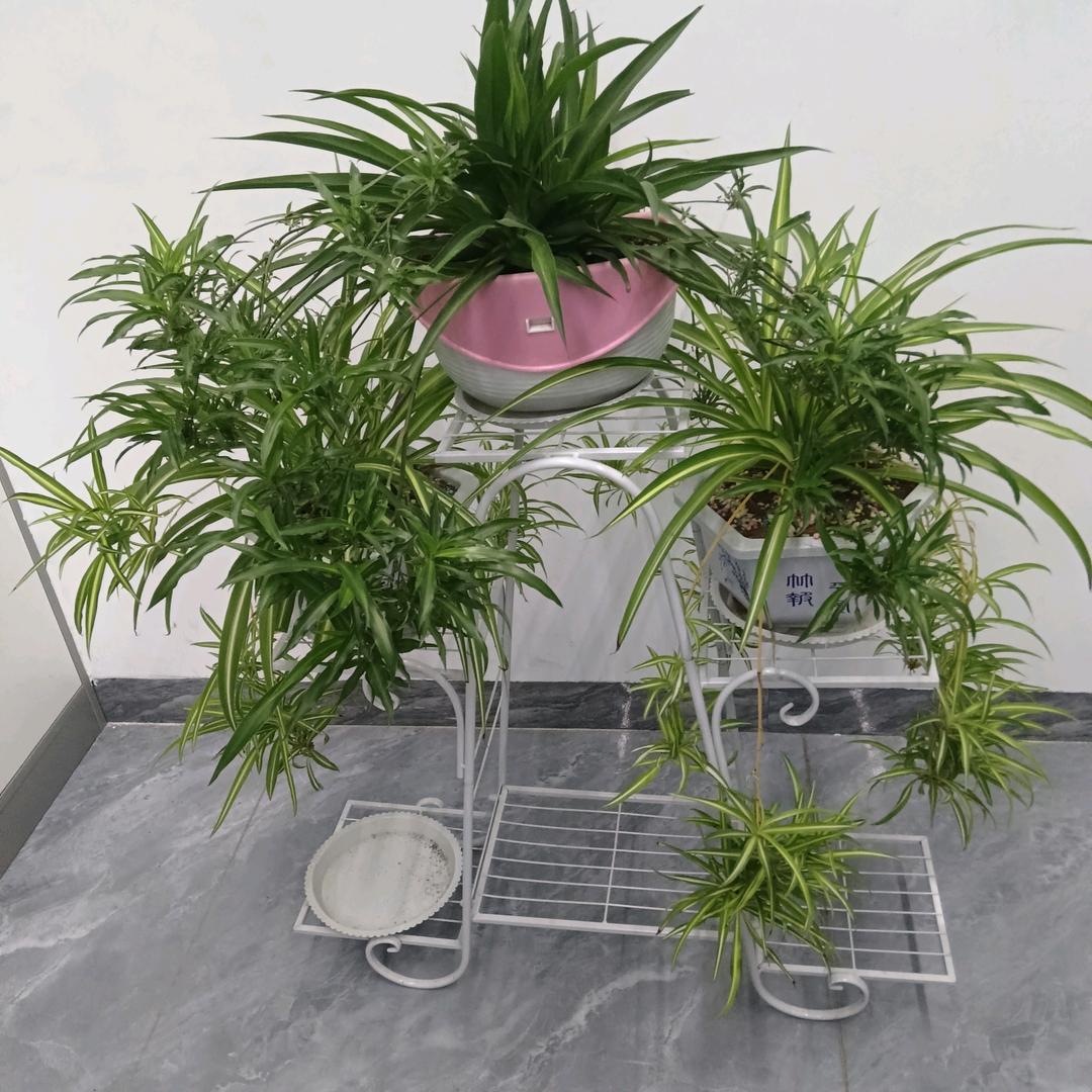 花非花🌺雾非雾