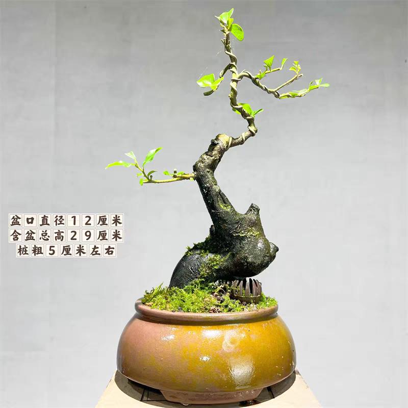金弹子小品花卉