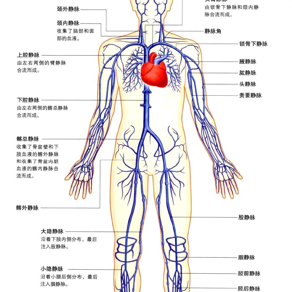 健康知识  saglam tan