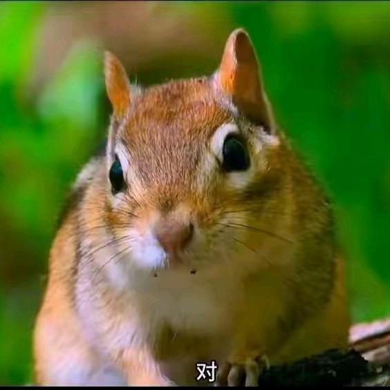 啊对对对