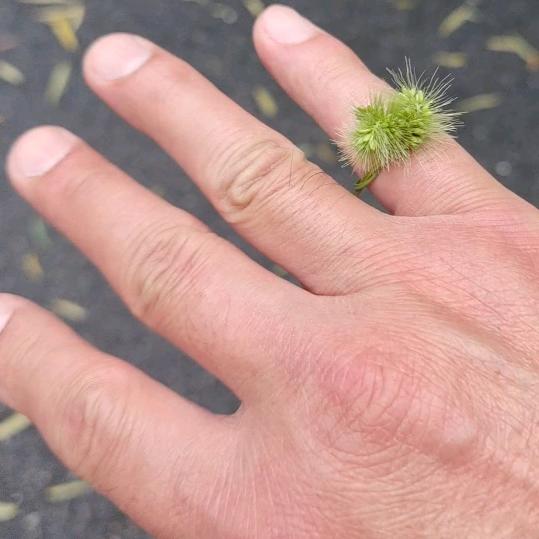 荒
