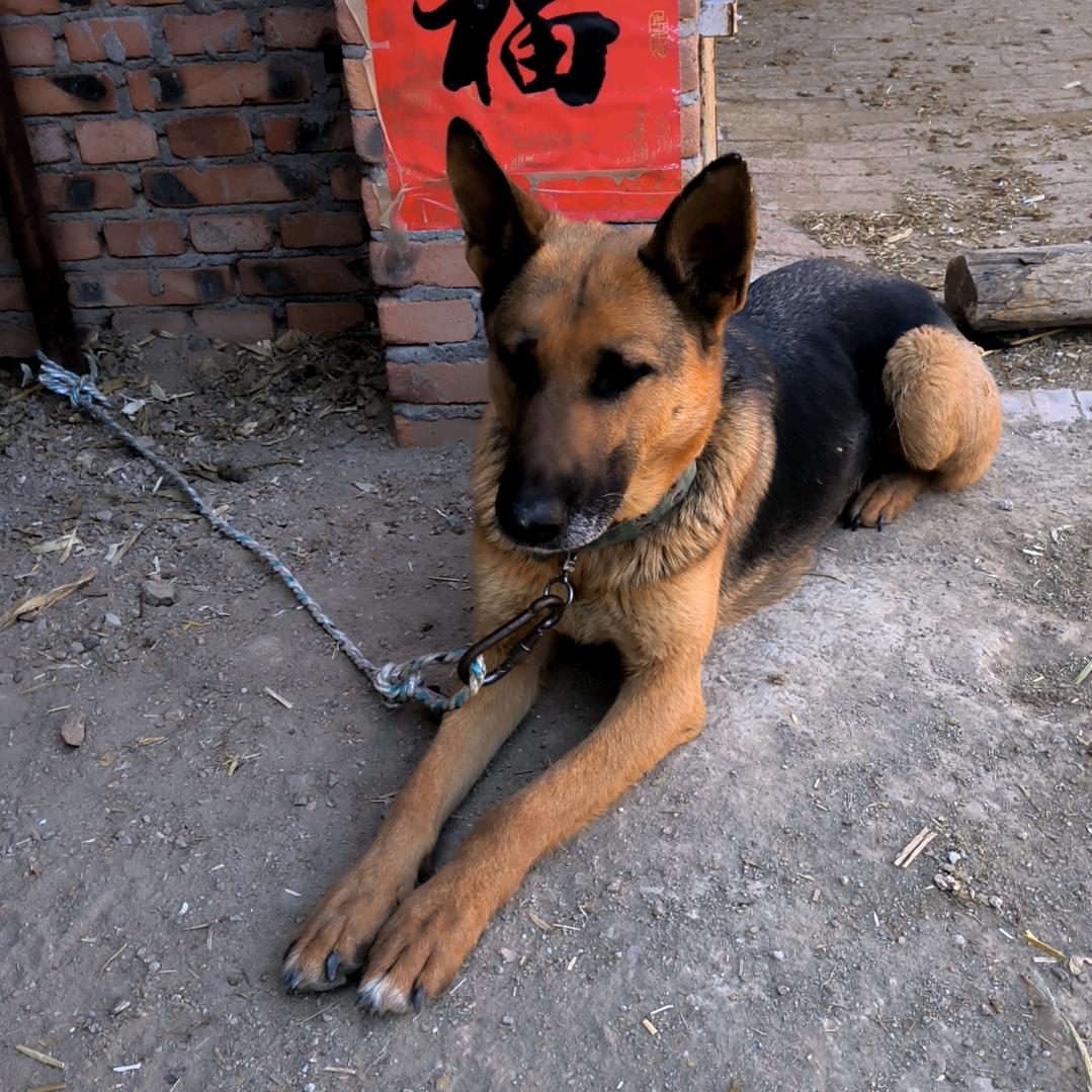 记录五小只