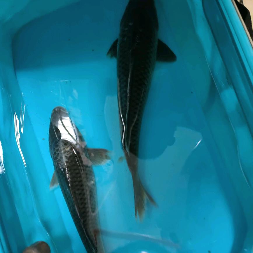 如鱼得水