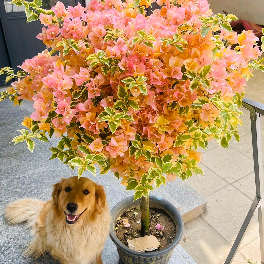 蔓韵花卉